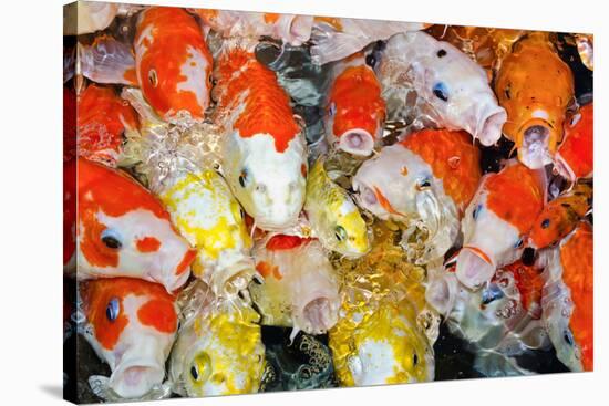 Colorful Many Koi Carp-Yongkiet-Stretched Canvas