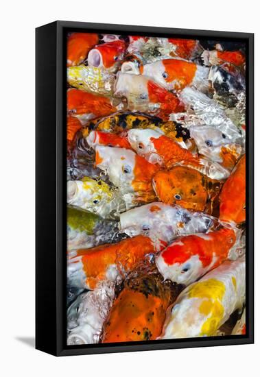 Colorful Many Koi Carp-Yongkiet-Framed Stretched Canvas