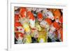 Colorful Many Koi Carp-Yongkiet-Framed Photographic Print