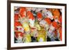 Colorful Many Koi Carp-Yongkiet-Framed Photographic Print