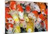 Colorful Many Koi Carp-Yongkiet-Mounted Photographic Print