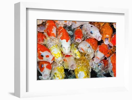 Colorful Many Koi Carp-Yongkiet-Framed Photographic Print