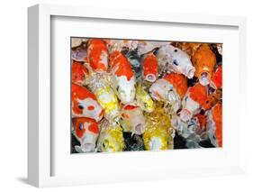 Colorful Many Koi Carp-Yongkiet-Framed Photographic Print