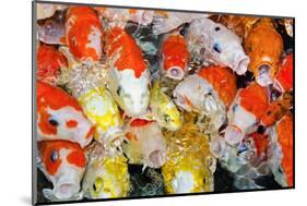 Colorful Many Koi Carp-Yongkiet-Mounted Photographic Print