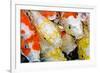 Colorful Many Koi Carp-Yongkiet-Framed Photographic Print