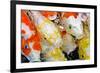 Colorful Many Koi Carp-Yongkiet-Framed Photographic Print