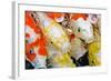 Colorful Many Koi Carp-Yongkiet-Framed Photographic Print