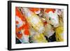 Colorful Many Koi Carp-Yongkiet-Framed Photographic Print