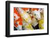 Colorful Many Koi Carp-Yongkiet-Framed Photographic Print