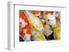 Colorful Many Koi Carp-Yongkiet-Framed Photographic Print