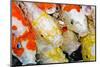 Colorful Many Koi Carp-Yongkiet-Mounted Photographic Print