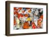 Colorful Many Koi Carp-Yongkiet-Framed Photographic Print