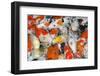 Colorful Many Koi Carp-Yongkiet-Framed Photographic Print