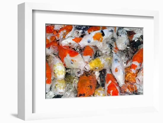 Colorful Many Koi Carp-Yongkiet-Framed Photographic Print