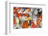 Colorful Many Koi Carp-Yongkiet-Framed Photographic Print