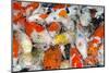 Colorful Many Koi Carp-Yongkiet-Mounted Photographic Print