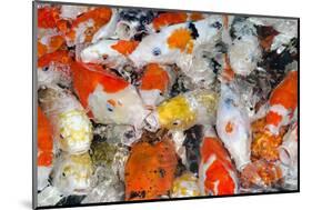 Colorful Many Koi Carp-Yongkiet-Mounted Photographic Print