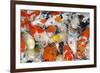 Colorful Many Koi Carp-Yongkiet-Framed Photographic Print