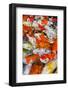 Colorful Many Koi Carp-Yongkiet-Framed Photographic Print