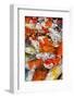 Colorful Many Koi Carp-Yongkiet-Framed Photographic Print