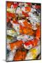 Colorful Many Koi Carp-Yongkiet-Mounted Photographic Print