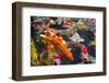 Colorful Many Koi Carp-Yongkiet-Framed Photographic Print