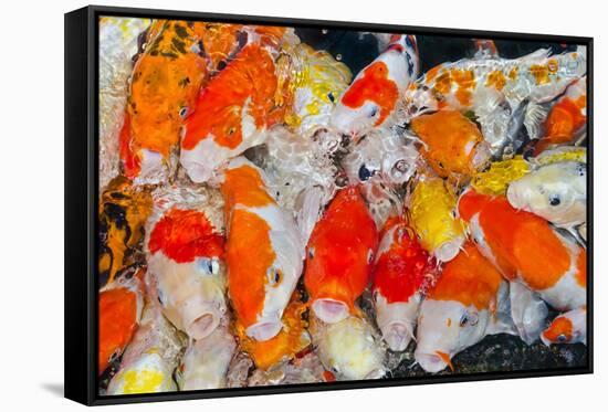 Colorful Many Koi Carps Fish-Yongkiet-Framed Stretched Canvas