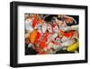 Colorful Many Koi Carps Fish-Yongkiet-Framed Photographic Print