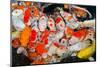 Colorful Many Koi Carps Fish-Yongkiet-Mounted Photographic Print