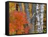 Colorful Maple Trees , Keweenaw Penninsula, Michigan, USA-Chuck Haney-Framed Stretched Canvas