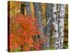 Colorful Maple Trees , Keweenaw Penninsula, Michigan, USA-Chuck Haney-Stretched Canvas