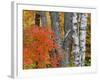 Colorful Maple Trees , Keweenaw Penninsula, Michigan, USA-Chuck Haney-Framed Photographic Print