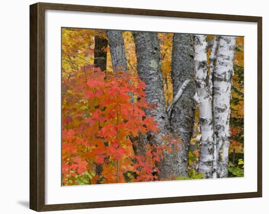 Colorful Maple Trees , Keweenaw Penninsula, Michigan, USA-Chuck Haney-Framed Photographic Print