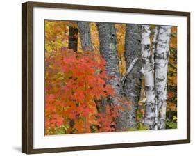 Colorful Maple Trees , Keweenaw Penninsula, Michigan, USA-Chuck Haney-Framed Photographic Print