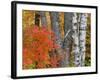 Colorful Maple Trees , Keweenaw Penninsula, Michigan, USA-Chuck Haney-Framed Photographic Print