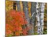 Colorful Maple Trees , Keweenaw Penninsula, Michigan, USA-Chuck Haney-Mounted Photographic Print