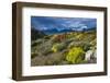 Colorful Moss , the Beagle Channel, Ushuaia, Tierra Del Fuego, Argentina, South America-Michael Runkel-Framed Photographic Print