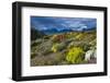 Colorful Moss , the Beagle Channel, Ushuaia, Tierra Del Fuego, Argentina, South America-Michael Runkel-Framed Photographic Print