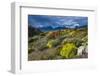 Colorful Moss , the Beagle Channel, Ushuaia, Tierra Del Fuego, Argentina, South America-Michael Runkel-Framed Photographic Print