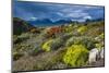 Colorful Moss , the Beagle Channel, Ushuaia, Tierra Del Fuego, Argentina, South America-Michael Runkel-Mounted Photographic Print