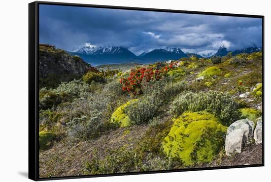 Colorful Moss , the Beagle Channel, Ushuaia, Tierra Del Fuego, Argentina, South America-Michael Runkel-Framed Stretched Canvas
