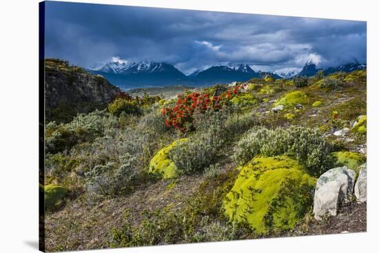 Colorful Moss , the Beagle Channel, Ushuaia, Tierra Del Fuego, Argentina, South America-Michael Runkel-Stretched Canvas