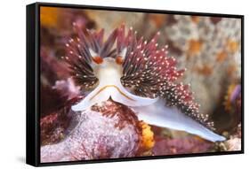 Colorful Nudibranch-Kelpfish-Framed Stretched Canvas