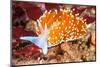 Colorful Nudibranch-Kelpfish-Mounted Photographic Print