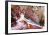 Colorful Nudibranch-Kelpfish-Framed Photographic Print