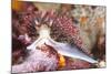 Colorful Nudibranch-Kelpfish-Mounted Photographic Print