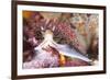 Colorful Nudibranch-Kelpfish-Framed Photographic Print