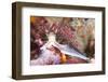 Colorful Nudibranch-Kelpfish-Framed Photographic Print