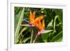 Colorful of Bird of Paradise Flower Blossom in Botanic Garden-ntdanai-Framed Photographic Print