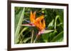 Colorful of Bird of Paradise Flower Blossom in Botanic Garden-ntdanai-Framed Photographic Print